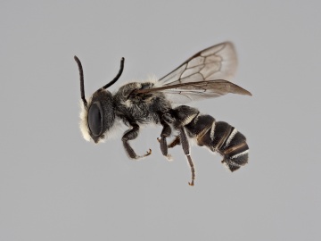 [Megachile angelarum male thumbnail]